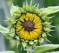 Sonnenblume - sun flower -  girassol - girasole - girasol - tournesol,