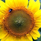 Sonnenblume - sun flower -  girassol - girasole - girasol - tournesol,