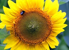 Sonnenblume - sun flower -  girassol - girasole - girasol - tournesol,