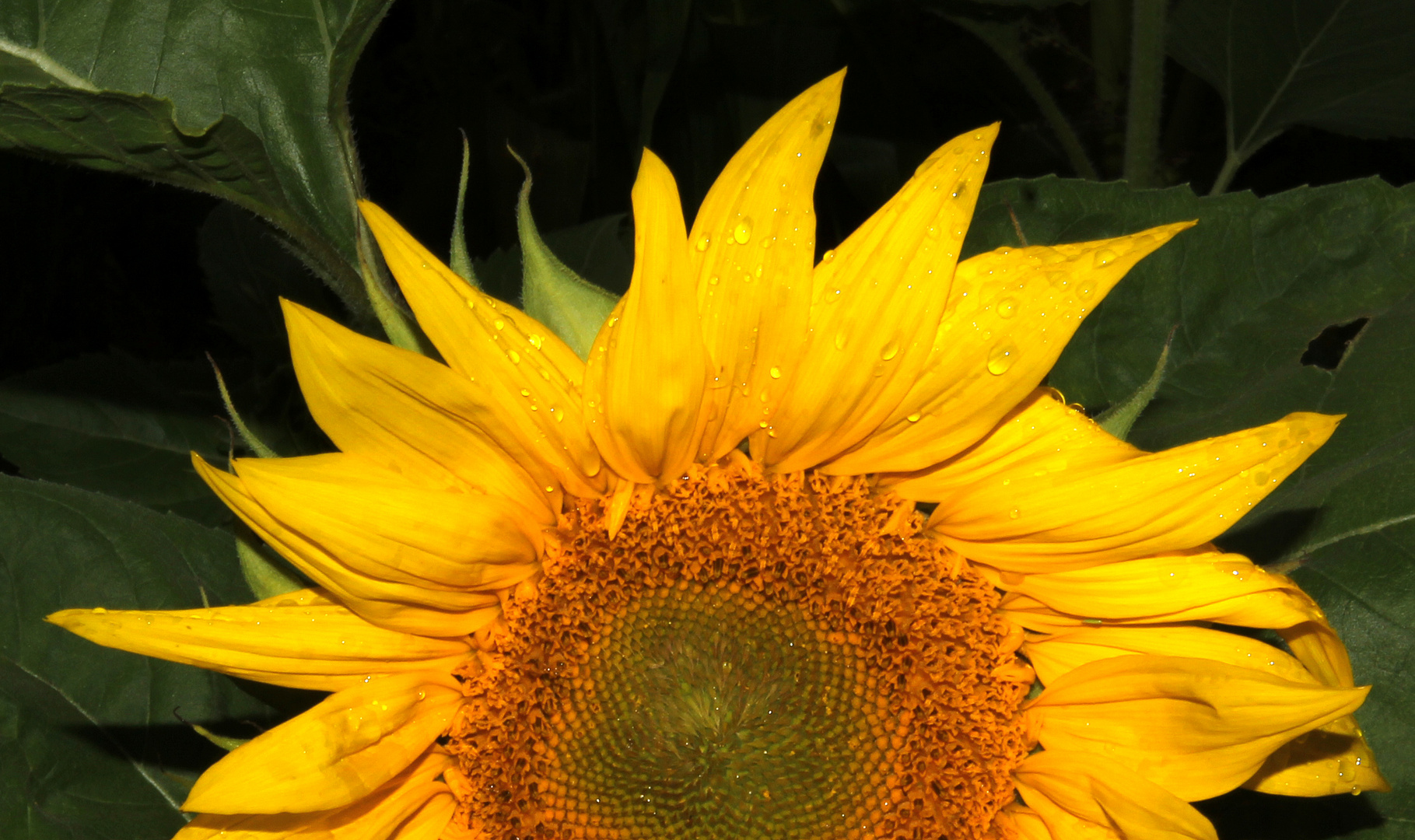 Sonnenblume - sun flower -  girassol - girasole - girasol - tournesol,