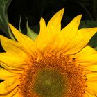 Sonnenblume - sun flower -  girassol - girasole - girasol - tournesol,