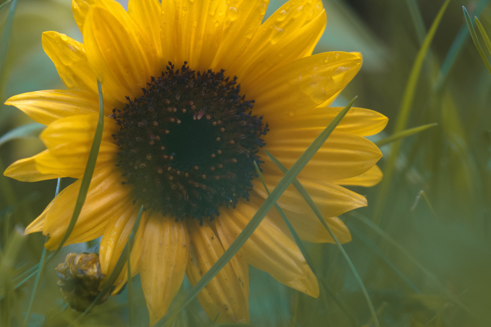 Sonnenblume / Sunflower