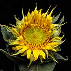 Sonnenblume / Sunflower