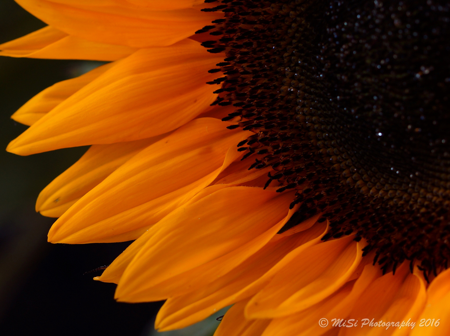 Sonnenblume / sunflower