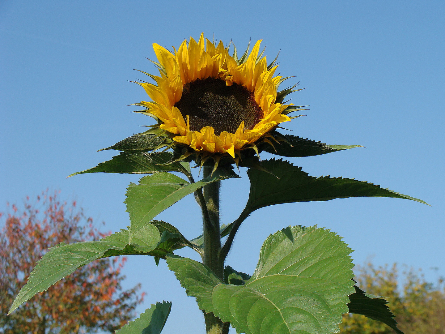 Sonnenblume - Symbol für Energie