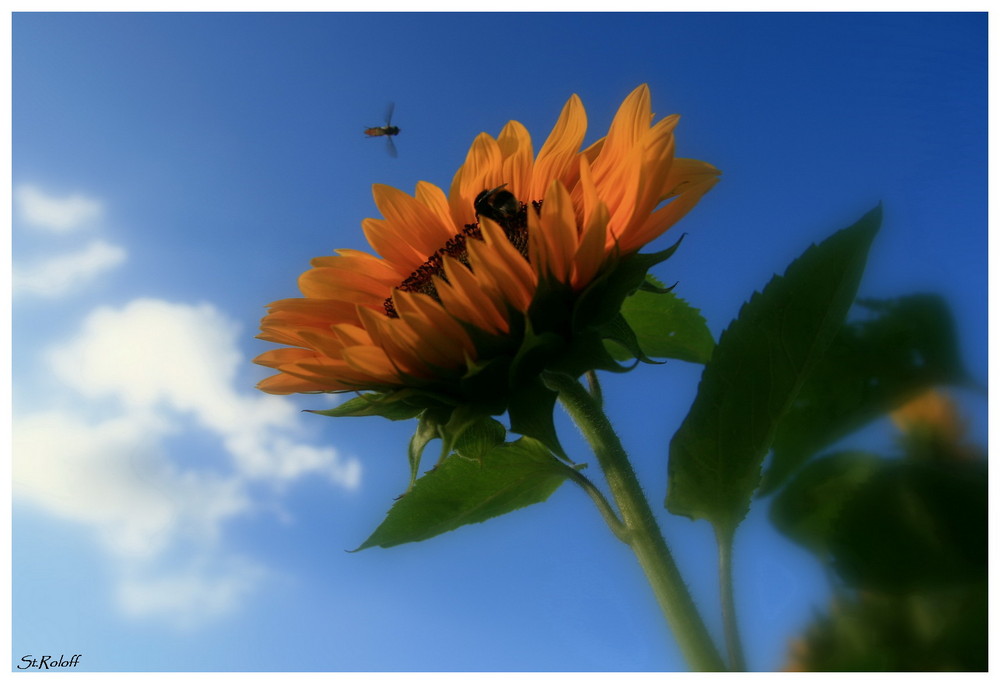 Sonnenblume tausendmal schön