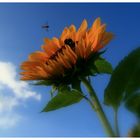 Sonnenblume tausendmal schön