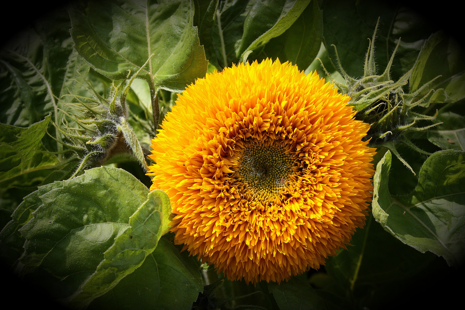 Sonnenblume Teddybär Foto & Bild pflanzen, pilze & flechten, blüten