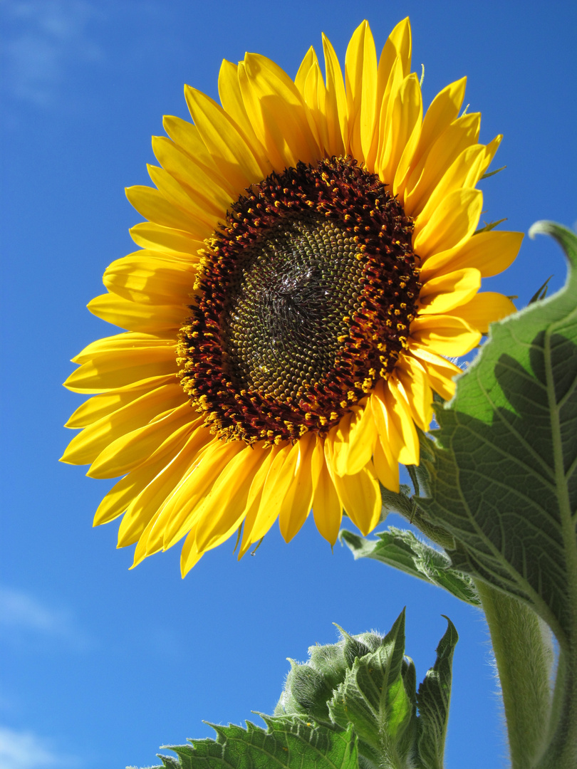 Sonnenblume teil 2