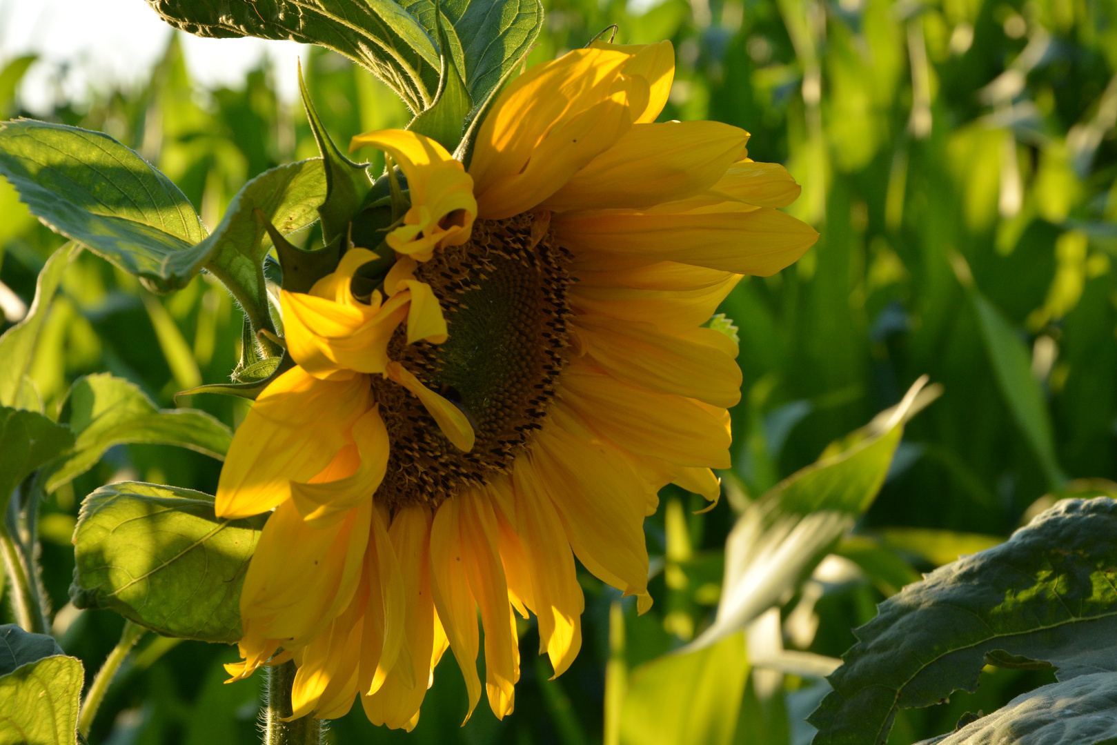 Sonnenblume Teil 2