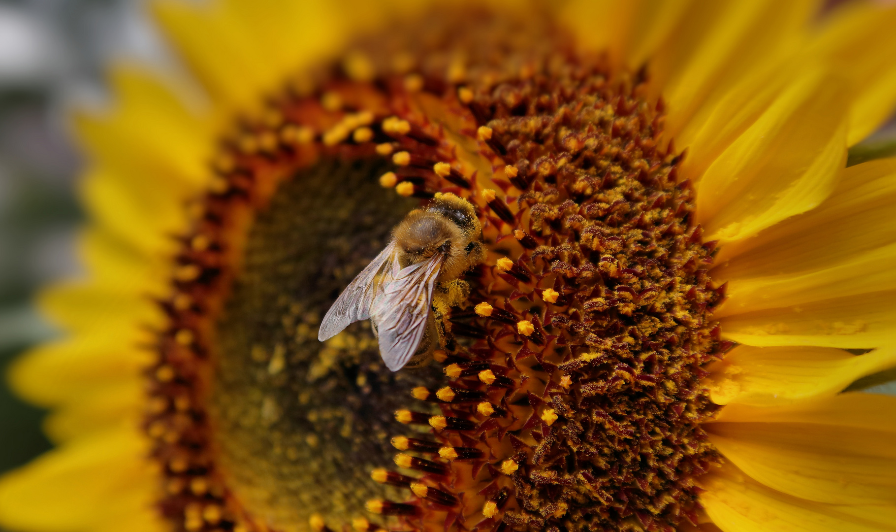 Sonnenblume und besucher