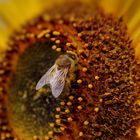 Sonnenblume und besucher