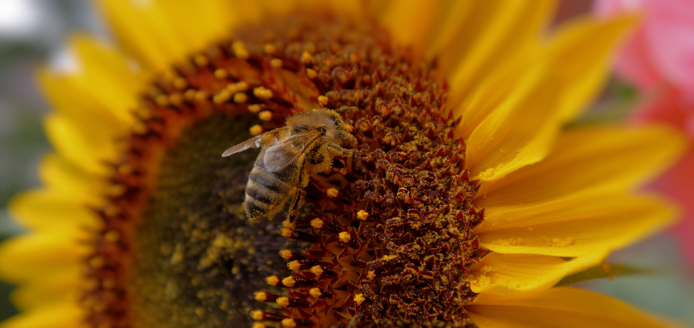 Sonnenblume und besucher