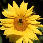 Sonnenblume und Biene