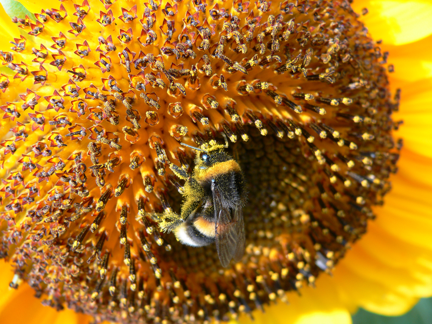 Sonnenblume und Biene