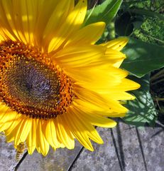 Sonnenblume und Biene