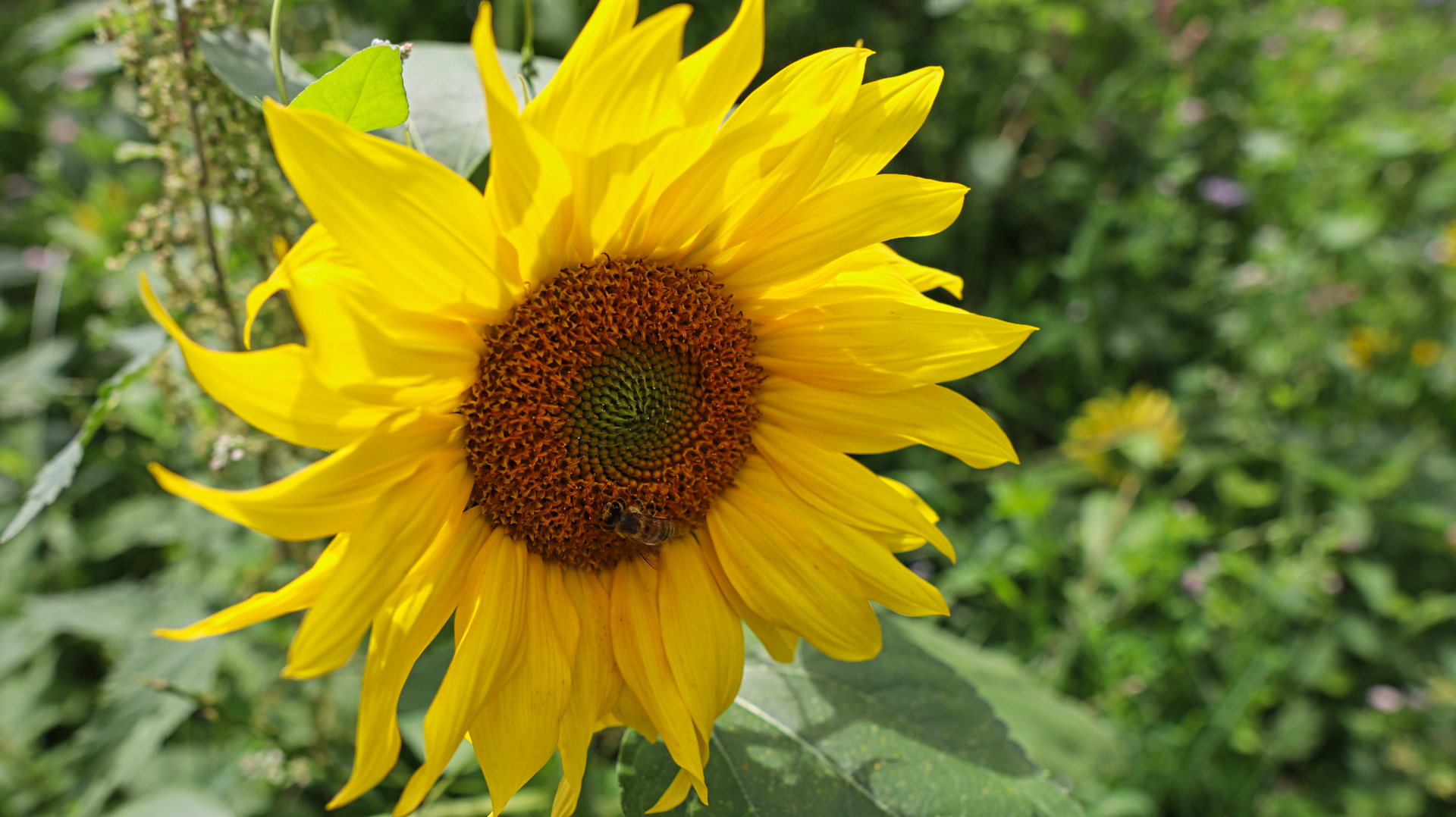 Sonnenblume und Biene Foto & Bild pflanzen, pilze & flechten, blüten