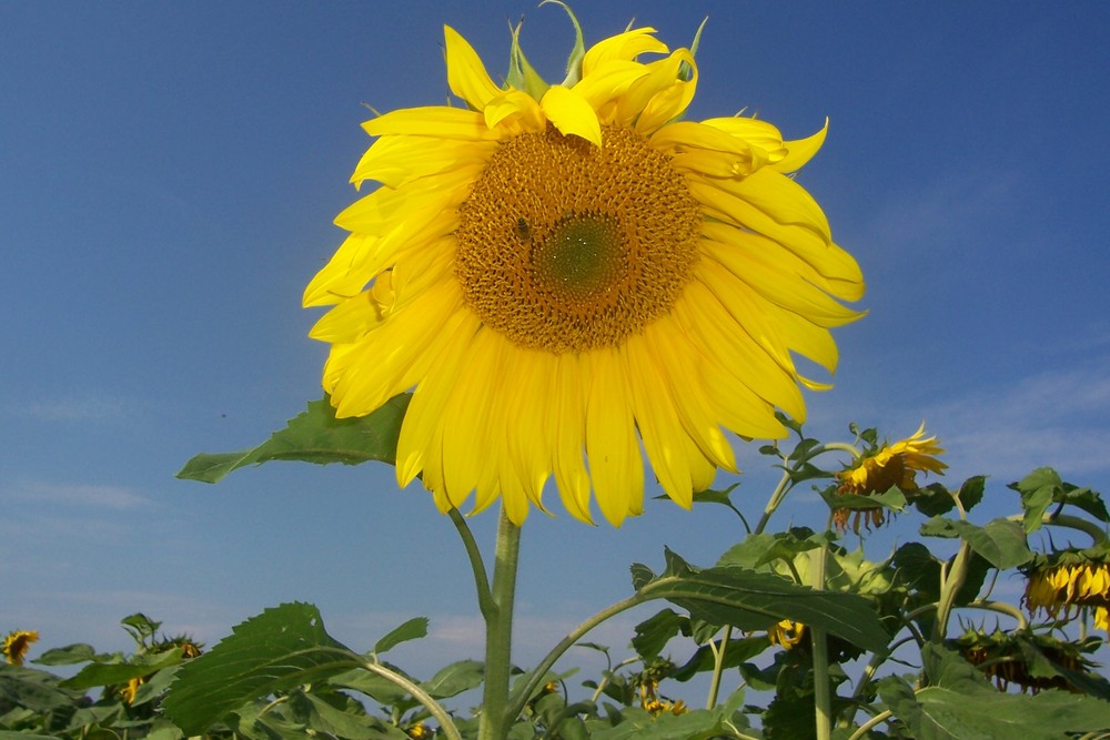 Sonnenblume und blauer Himmel