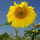 Sonnenblume und blauer Himmel