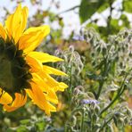 Sonnenblume und Borretsch