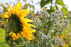 Sonnenblume und Borretsch