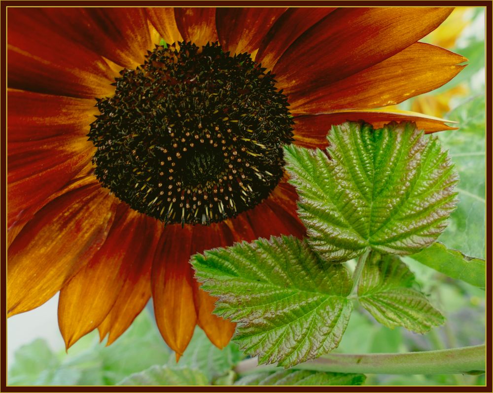 Sonnenblume und Brombeeren