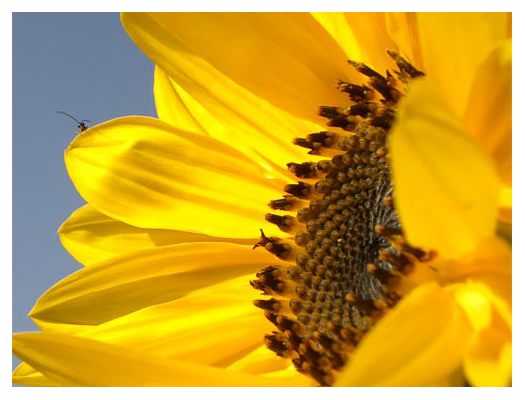 Sonnenblume und der kleine Besucher Flip