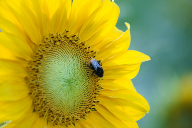 Sonnenblume und Hummel