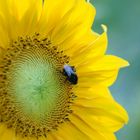 Sonnenblume und Hummel