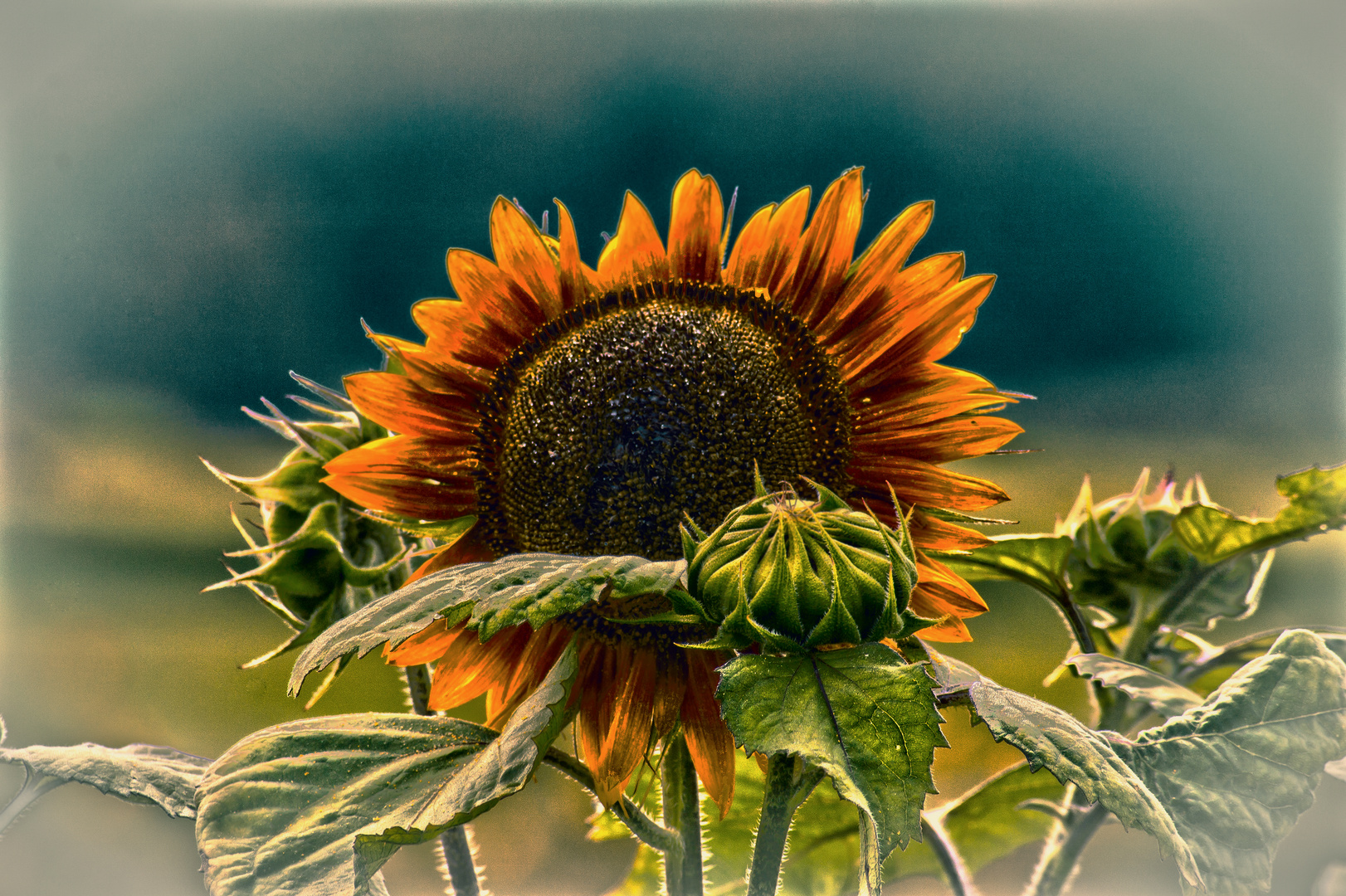 Sonnenblume und ihre kleinen