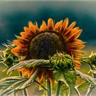 Sonnenblume und ihre kleinen