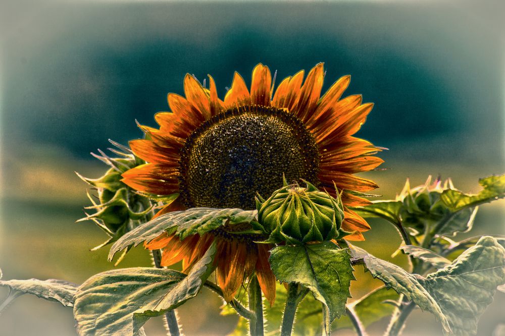 Sonnenblume und ihre kleinen Foto & Bild pflanzen, pilze & flechten