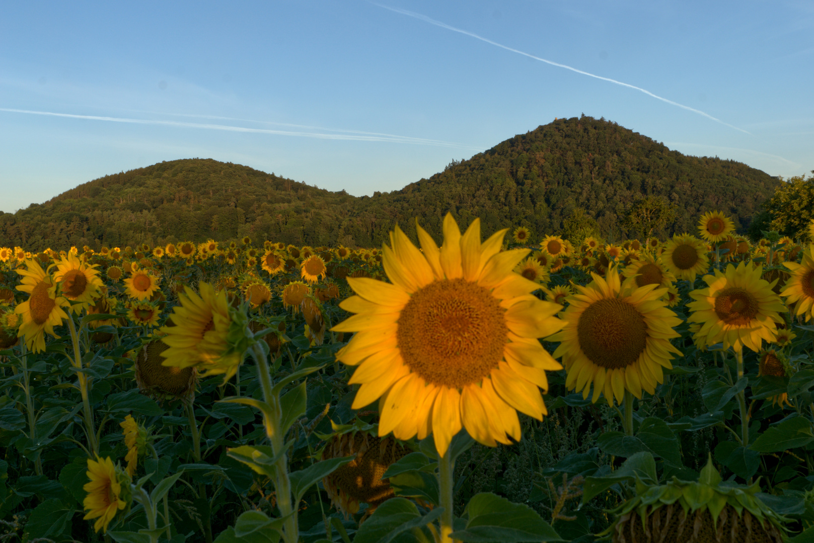 Sonnenblume und Leuchtberge 