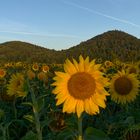 Sonnenblume und Leuchtberge 