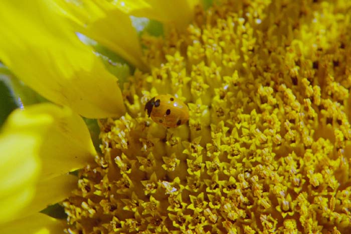 Sonnenblume und mehr