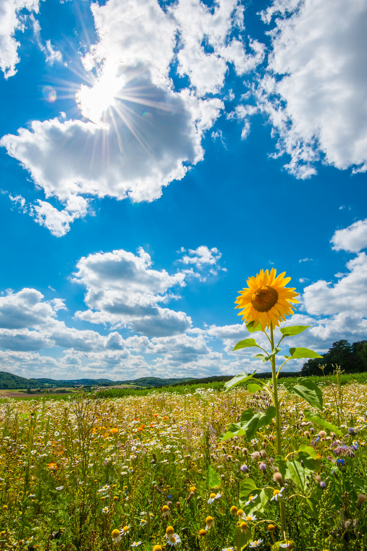 Sonnenblume und Sonnenstern 2