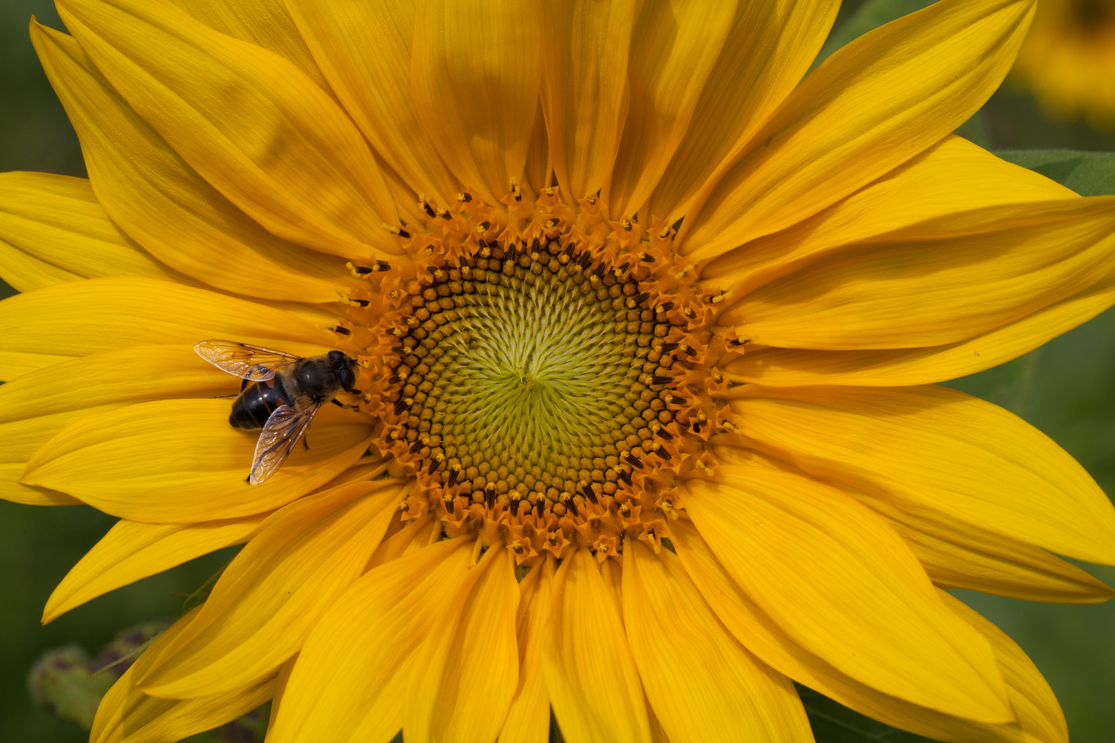 Sonnenblume und Vieh