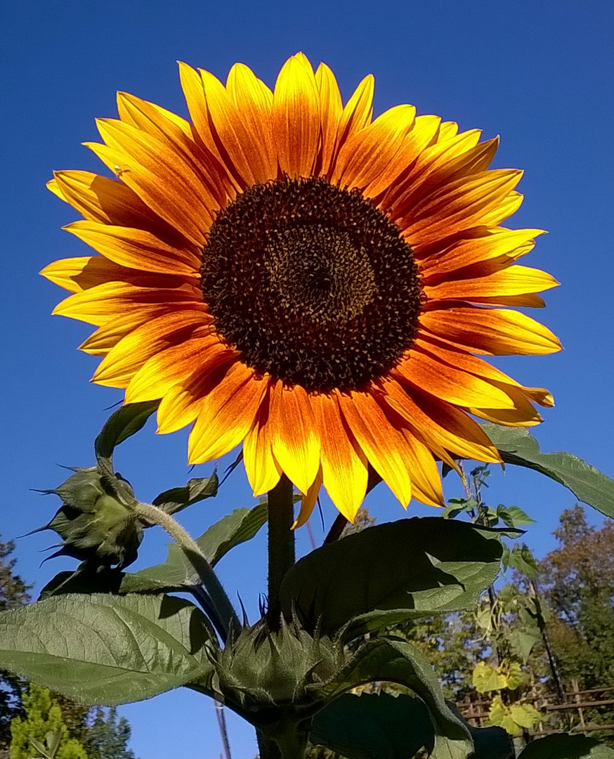 Sonnenblume vereint mit dem Himmel