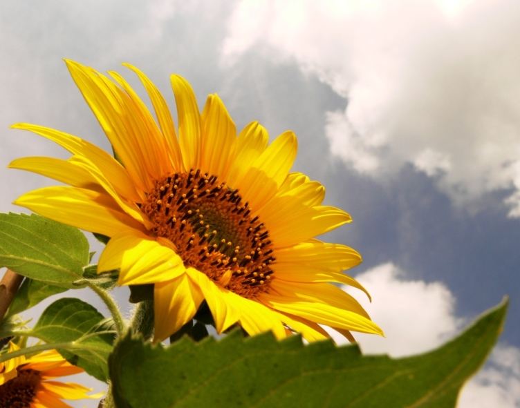 Sonnenblume Vertikal