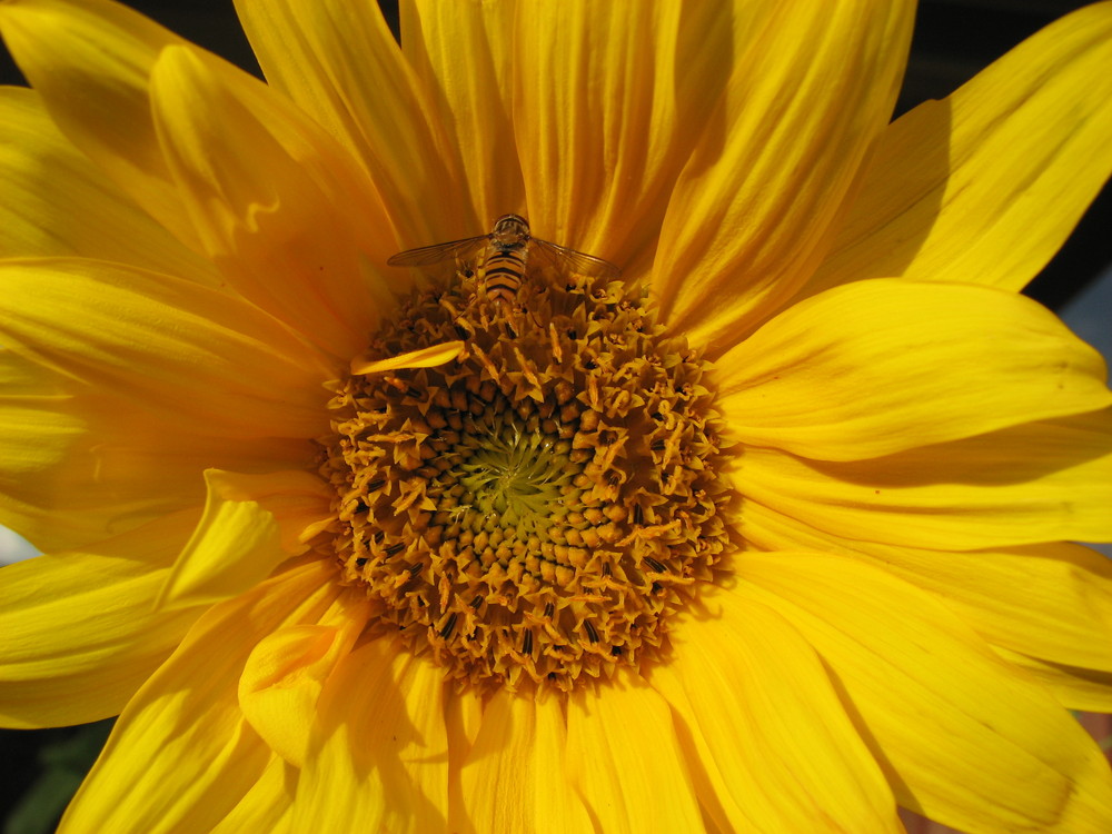 Sonnenblume vom Balkon Foto & Bild pflanzen, pilze & flechten, blüten