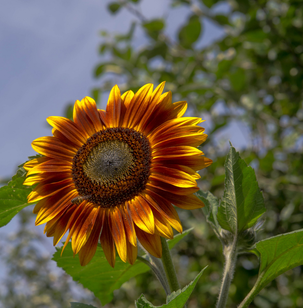 Sonnenblume vom Nachbarn