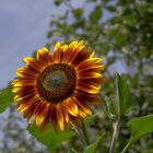 Sonnenblume vom Nachbarn