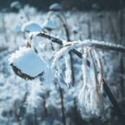 Sonnenblume vom Schnee bedeckt