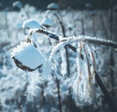 Sonnenblume vom Schnee bedeckt