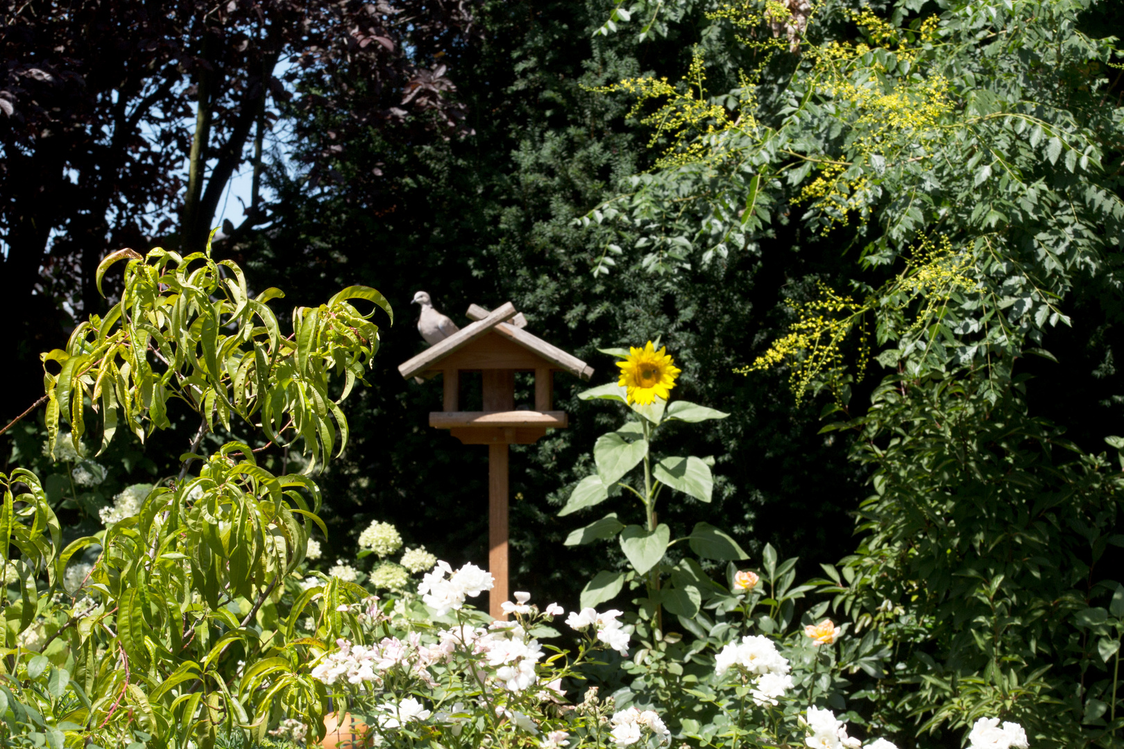 Sonnenblume, von den Vögeln gesät.