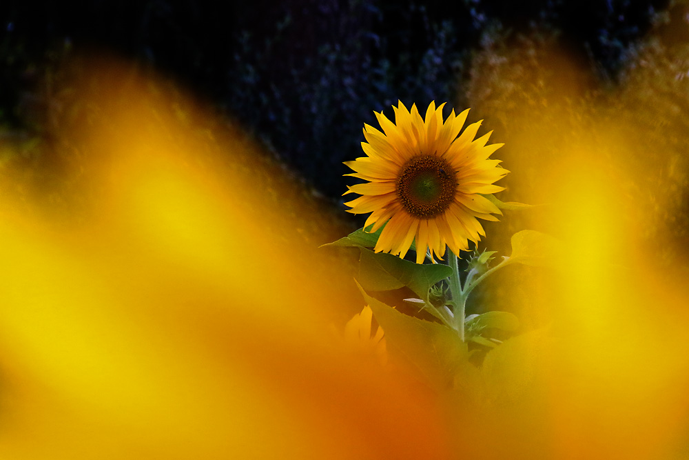 Sonnenblume von Gelbtönen umgeben