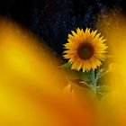 Sonnenblume von Gelbtönen umgeben