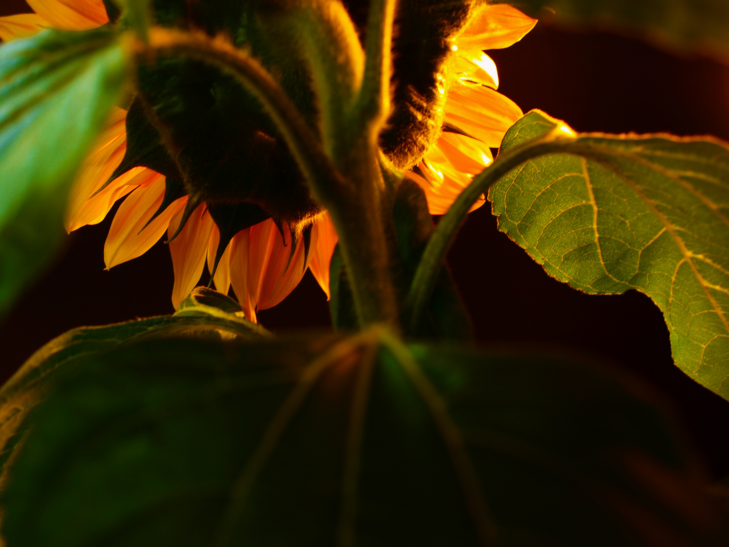 Sonnenblume von hinten