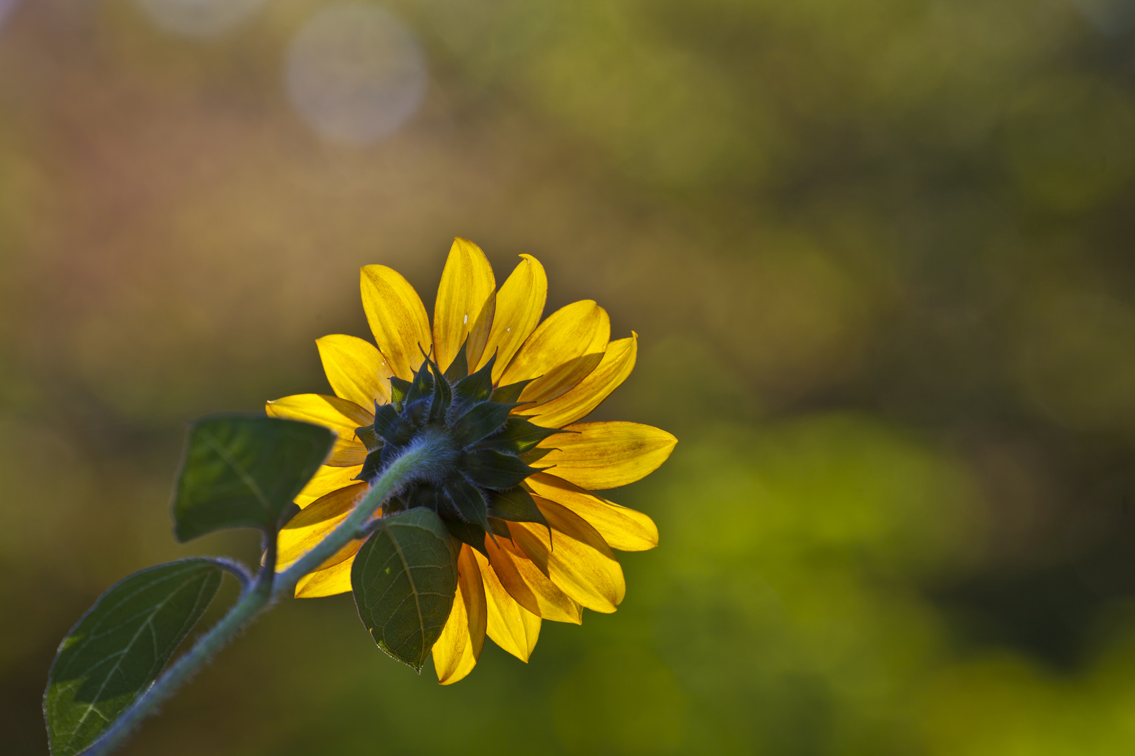 Sonnenblume von hinten 