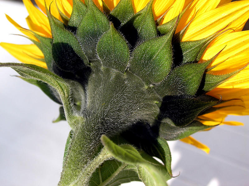 Sonnenblume von hinten